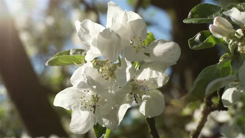 Blooming white flowers of a fruit tree in the garden.  Stock Footage 106118260