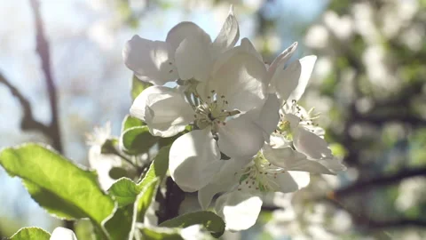 Blooming white flowers of a fruit tree in the garden. Stock Footage 106435080