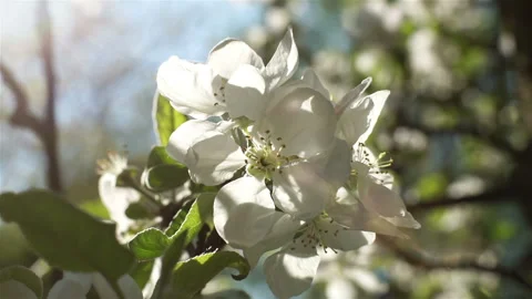 Blooming white flowers of a fruit tree in the garden. Stock Footage 106435143