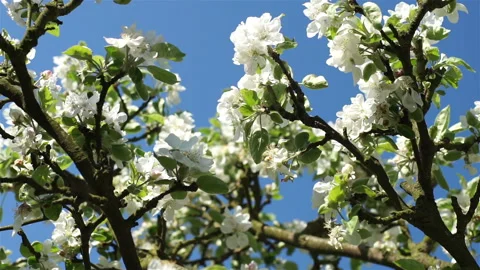 Blooming white flowers of a fruit tree in the garden.  Stock Footage 136717174