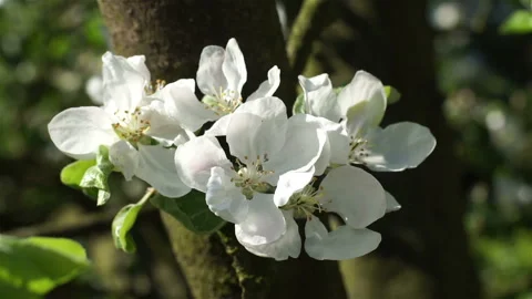 Blooming white flowers of a fruit tree in the garden.  Stock Footage 136717308