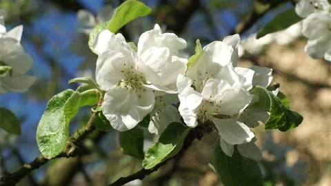 Blooming white flowers of a fruit tree in the garden.  Stock Footage 136717693