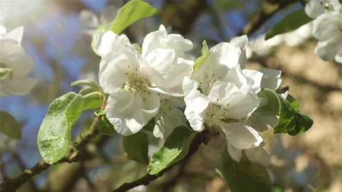 Blooming white flowers of a fruit tree in the garden.  Stock Footage 136717948