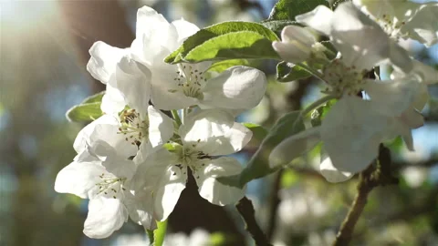 Blooming white flowers of a fruit tree in the garden.  Stock Footage 136718188