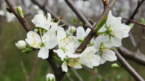 Blooming white flowers of a fruit tree on a swinging branch against a forest 스톡 동영상 278717481