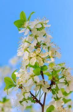 Blooming white flowers on a plum branch Stock Photos