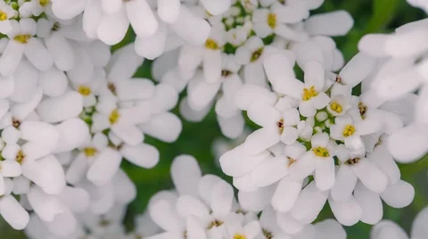Blooming white flowers in spring forest waving in the wind Stock Footage 50467381