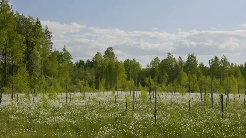 Blooming white flowers in spring swamp on forest background Stockbeeldmateriaal 89970571