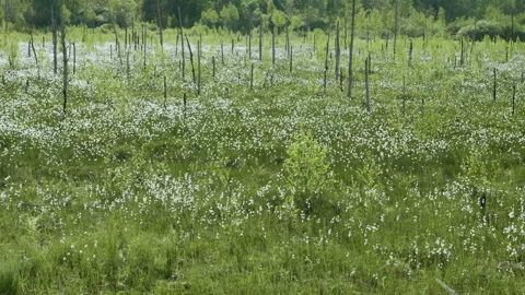 Blooming white flowers in spring swamp on forest background 스톡 동영상 89970816