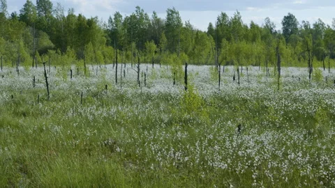 Blooming white flowers in spring swamp on forest background Stockbeeldmateriaal 89970848