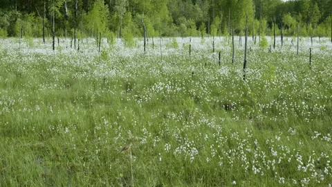 Blooming white flowers in spring swamp on forest background Stockbeeldmateriaal 89970876