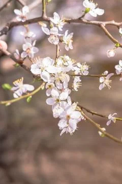 Blooming white flowers spring tree branch. Selective focus. Sunlight. Stock Photos