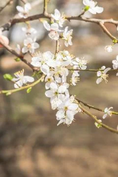 Blooming white flowers spring tree branch. Selective focus. Sunlight. Stock Photos