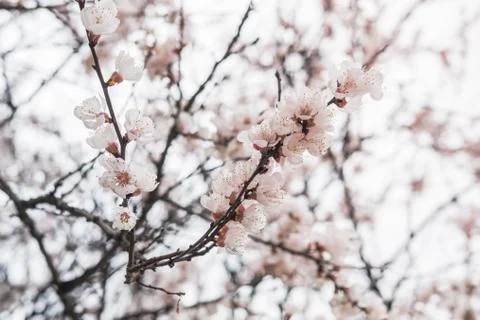 Blooming white flowers spring tree branch. Selective focus. Sunlight. Stock Photos
