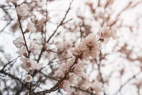 Blooming white flowers spring tree branch. Selective focus. Sunlight. Stock Photos