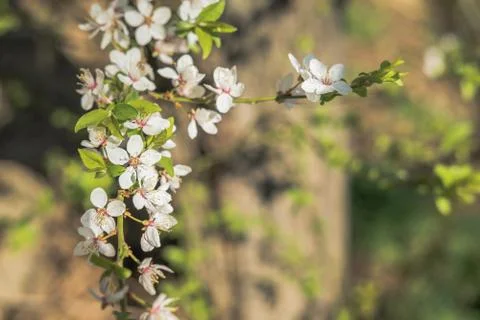 Blooming white flowers spring tree branch. Selective focus. Sunlight. Stock Photos