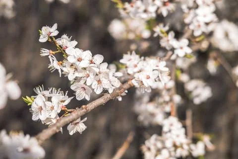 Blooming white flowers spring tree branch. Selective focus. Sunlight. Stock Photos