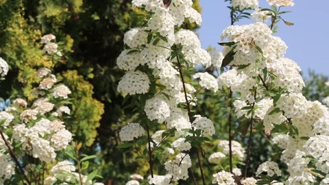 Blooming White Flowers On A Tree In Fresh Spring Nature Видео 344072594