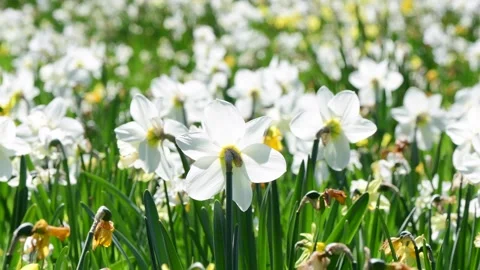 Blooming white flowwers in the wind selective focus cinematic look Stock-Footage 258474651