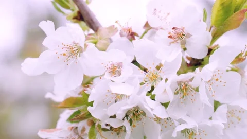 Blooming white fruit tree blossoms Stock Footage 230092777