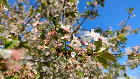 Blooming white fruit tree blossoms under a blue sky Stock Footage 341280097