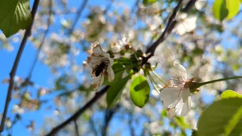 Blooming white fruit tree blossoms under a blue sky Stock Footage 341281977