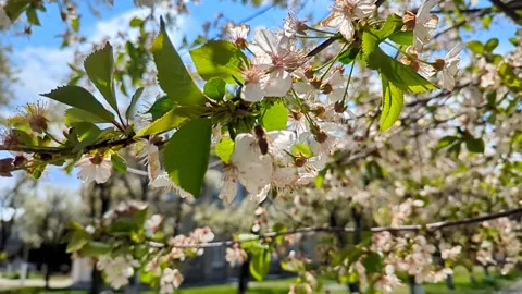 Blooming white fruit tree blossoms under a blue sky Stock Footage 341281979