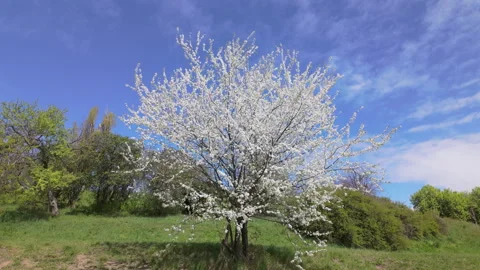 Blooming White Fruit Tree In Green Spring Meadow Under Overcast Sky Vídeo Stock 346718356