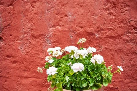 Blooming white geranium in a pot on a background of red old wall. Copy past Foto stock
