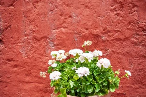 Blooming white geranium in a pot on a background of red old wall. Copy past Stock Photos