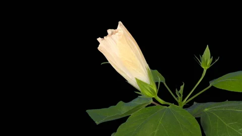 Blooming white Hibiscus flower buds ALPHA matte, FULL HD. (Hibiscus syriacus  Video stock 118582053