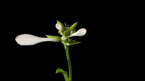 Blooming white hosta on the black background (Hosta. Bressingham Blue), timelaps Stock Footage 11889039