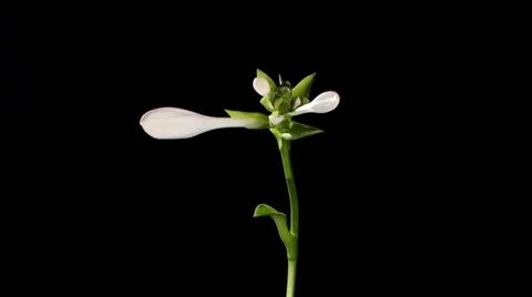Blooming white hosta on the black background (Hosta. Bressingham Blue), timelaps Stock Footage 31403336