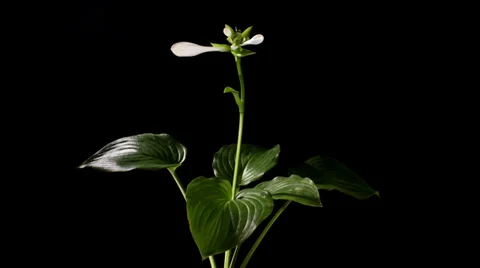 Blooming white hosta on the black background (Hosta. Bressingham Blue) Stock Footage 32767209