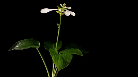 Blooming white hosta on the black background Stock Footage 32998824