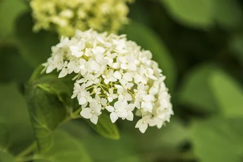 Blooming white hydrangea close-up on a bush in the garden in summer Stock Photos