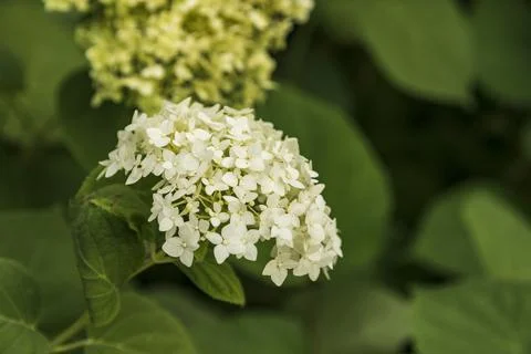 Blooming white hydrangea close-up on a bush in the garden in summer Stock Photos