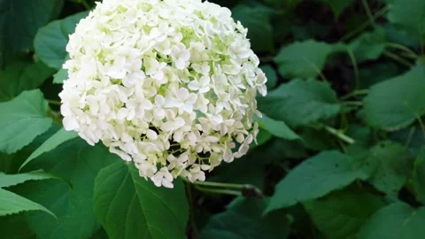 Blooming white Hydrangea flower in a garden. Swinging flowers slow motion with Stock Footage 255518915