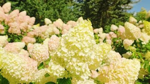 Blooming White Hydrangea Flowers In A Lush Summer Garden Under Bright Sunlight Stock Footage 339799622