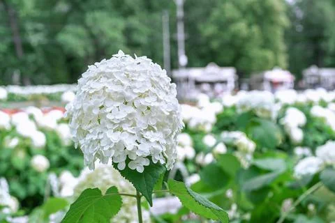 Blooming white hydrangea or tree hydrangea in the summer garden. Stock Photos