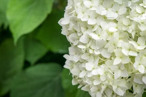 Blooming white hydrangea outdoor. Springtime, spring mood. Stock Photos