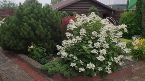 Blooming white Hydrangea paniculata, in a country house garden. Stock-Footage 340649062