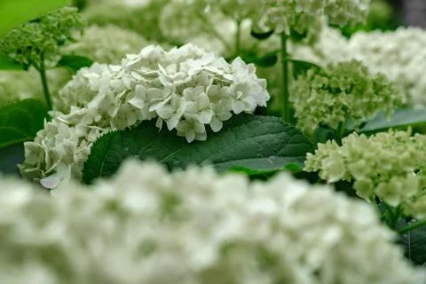 Blooming white hydrangea. Foto stock