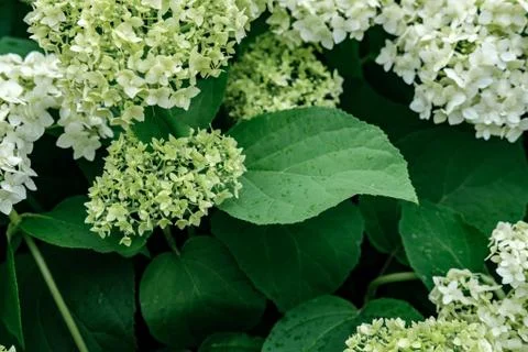 Blooming white hydrangea. Stock Photos