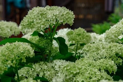 Blooming white hydrangea. Stock Photos
