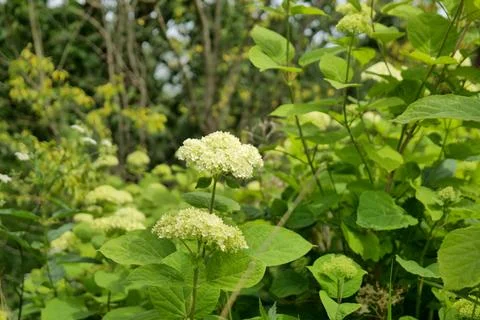 Blooming White Hydrangeas in a Garden Stock Photos