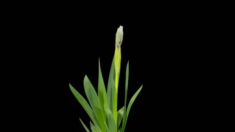Blooming white Iris flower buds ALPHA matte, FULL HD. timelapse Stock Footage 107682777