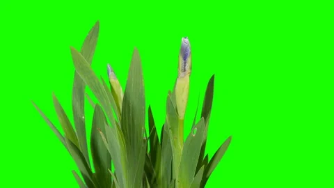 Blooming white Iris flower buds green screen, FULL HD. timelapse Stock Footage 107682867