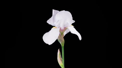 Blooming White Iris Flower Stock Footage 317166064