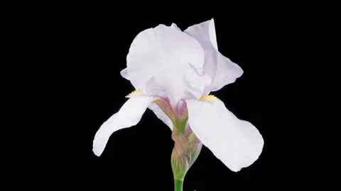 Blooming White Iris Flower Stock Footage 318074135